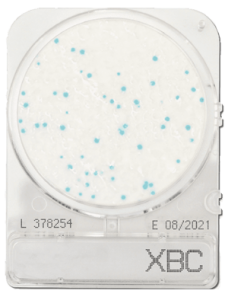 Đĩa Compact Dry Bacillus Cereus | Compact Dry X-BC Bacillus Cereus | Shimadzu