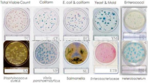 Đĩa kiểm tra vi khuẩn nhanh - Compact Dry Nissui