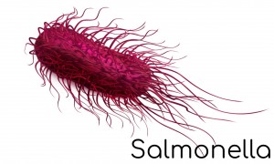 Vi khuẩn Salmonella trong thực phẩm | Phương pháp phát hiện Salmonella
