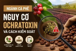 Ngành cà phê: nguy cơ Ochratoxin và cách kiểm soát...